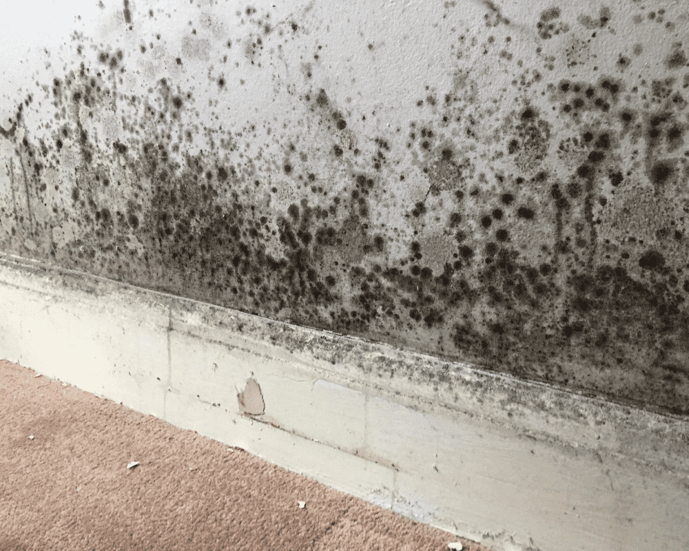 Damp Proofing​